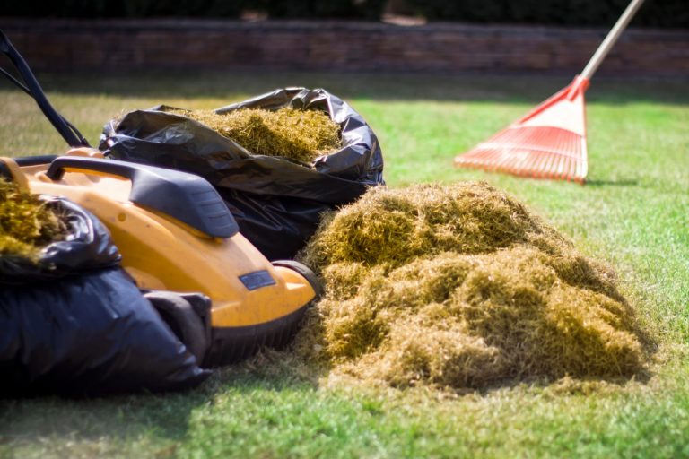 Lawn Aeration Or Dethatching
