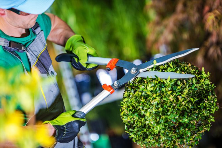 Trimming Of Shrubs Or Hedges