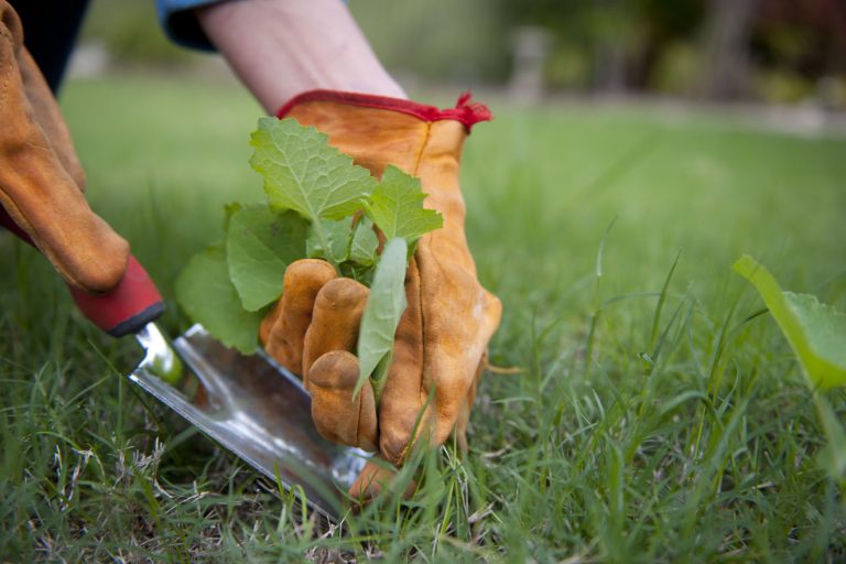 Weed Pulling Or Killing